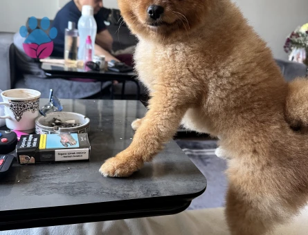 Yakışıklı oğluma eş arıyorum