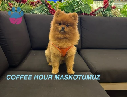 Yakışıklı oğluma eş arıyorum