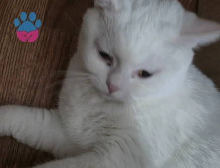 British Shorthair Pamuk Eş Arıyor