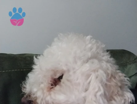 Toy Poodle 2 Yaşında Eş Arıyorum