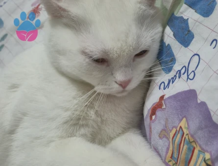 British Shorthair Pamuk Eş Arıyor