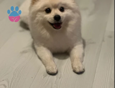 Rus ırklı Pomerian Boo 1 Yaşında Eş Arıyor