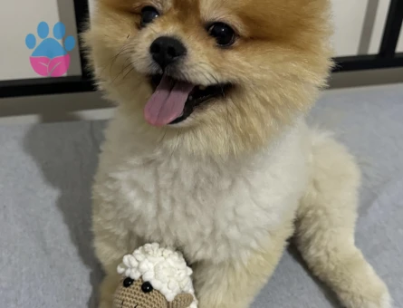 Pomeranian