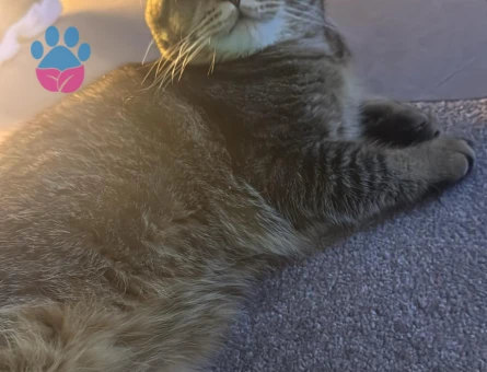 9 aylık tecrübesiz kedime eş arıyorum