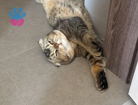 9 aylık tecrübesiz kedime eş arıyorum