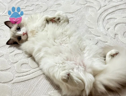 Ragdoll Dişi Kedime Eş Arıyorum 11 Aylık