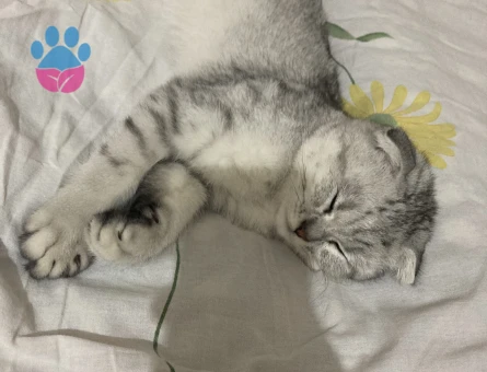 Paşaya eş arıyoruz