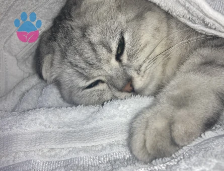 Paşaya eş arıyoruz