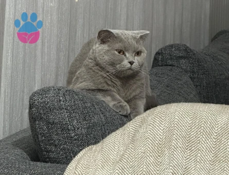Scottish Fold Kedimize Eş Arıyoruz