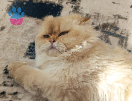 Oğluma dişi arıyorum ciflestirmek icin