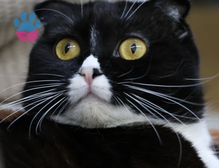 British dişi kedimize eş arıyoruz