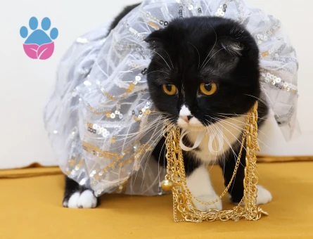 British dişi kedimize eş arıyoruz