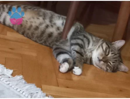 10 11 Aylık erkek Tekir