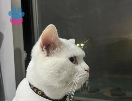 Oğluma Dişi Eş Arıyorum