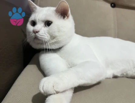 Oğluma Dişi Eş Arıyorum