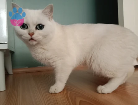 British Shorthair Kızlarıma Eş Arıyorum