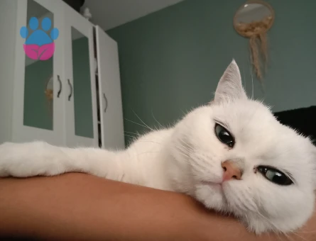 British Shorthair Kızlarıma Eş Arıyorum