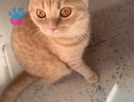 British Shorthair Dişi Kedime Eş Arıyor Kızgınlıkta