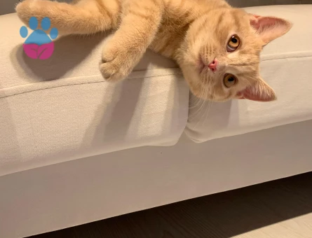 British Shorthair Dişi Kedime Eş Arıyor Kızgınlıkta