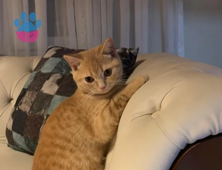 British Shorthair Dişi Kedime Eş Arıyor Kızgınlıkta