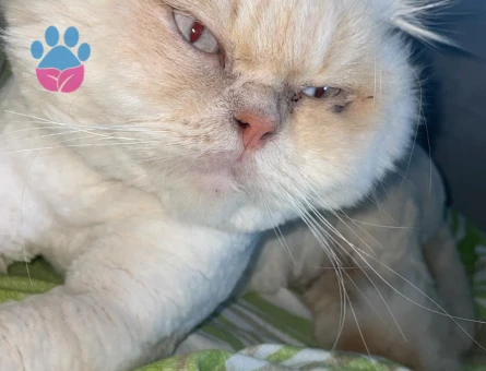 British Longhair Erkek 2 yaşında dişi arıyoruz