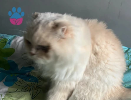 British Longhair Erkek 2 yaşında dişi arıyoruz