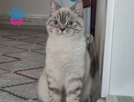 Dişi british kedi için çiftleşecek erkek eş arıyoruz