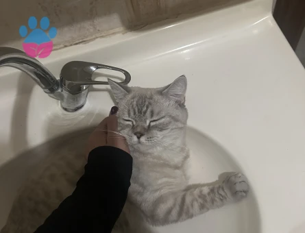 British Longhair Kıymetlimize Eş Arıyoruz