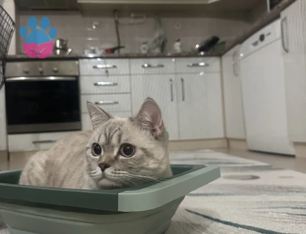 British Longhair Kıymetlimize Eş Arıyoruz