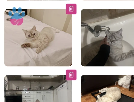 British Longhair Kıymetlimize Eş Arıyoruz