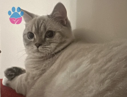 British Longhair Kıymetlimize Eş Arıyoruz