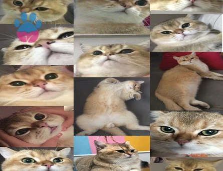 Safkan Secereli Leonardo’muza British Shorthair Bir Zevce Arıyoruz