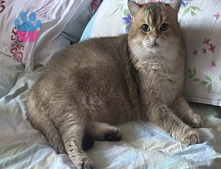 Safkan Secereli Leonardo’muza British Shorthair Bir Zevce Arıyoruz