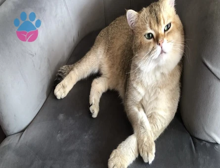 Safkan Secereli Leonardo’muza British Shorthair Bir Zevce Arıyoruz