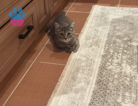 British  kedime eş arıyorum