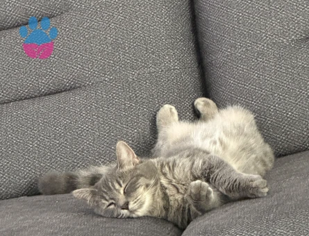 British  kedime eş arıyorum