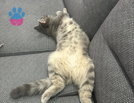 British  kedime eş arıyorum