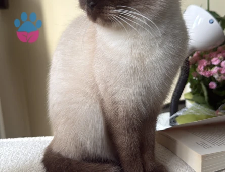 Scottish Fold Lina Eş Arıyor