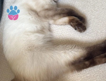 Scottish Fold Lina Eş Arıyor