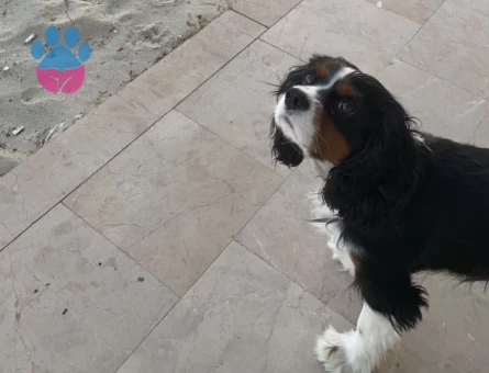 Oğluma cavalier dişi arıyorum ( İstanbul)