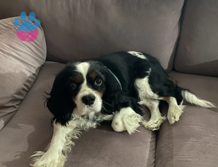 Oğluma cavalier dişi arıyorum ( İstanbul)