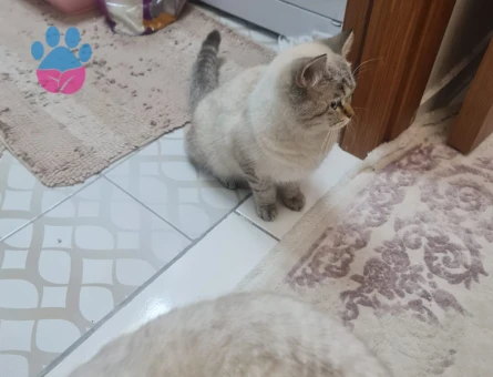 Bluepoint shorthair 11 aylık