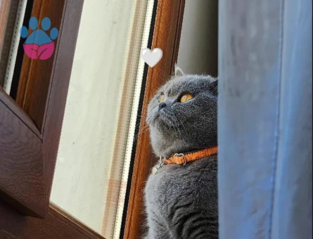 British Shorthair 1 Yaşında Kedime Eş Arıyorum