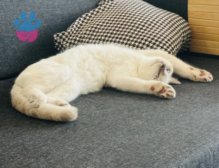 British Shorthair Oğlumuza eş arıyoruz