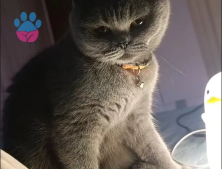British Shorthair 1 Yaşında Kedime Eş Arıyorum