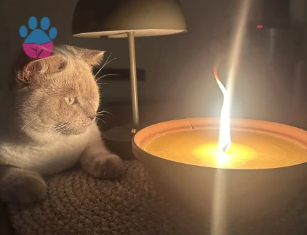 British Shorthair Oğlumuza eş arıyoruz