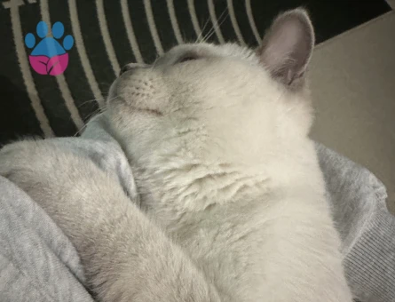 British Shorthair Oğlumuza eş arıyoruz