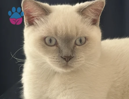British Shorthair Oğlumuza eş arıyoruz