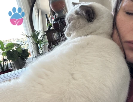 British Shorthair Oğlumuza eş arıyoruz