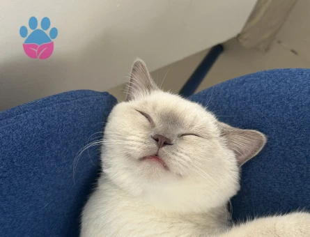 British Shorthair Oğlumuza eş arıyoruz